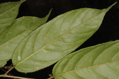 Aporosa bourdillonii